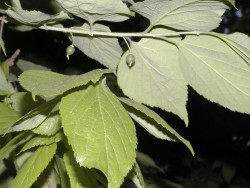 Celtis occidentalis