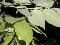 Celtis occidentalis