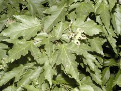 Acer tataricum ssp. ginnala