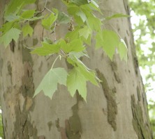 Platanus acerifolia