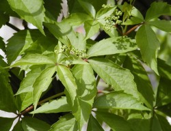 Parthenocissus quinquefolia