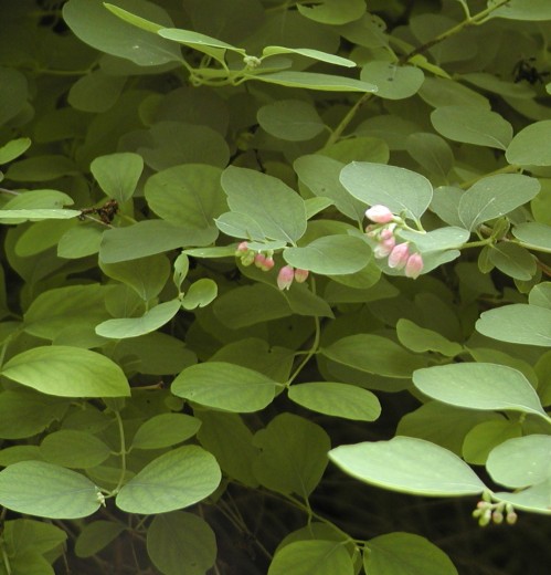 Symphoricarpos albus