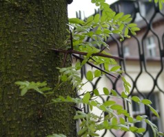 Gleditsia triacanthos