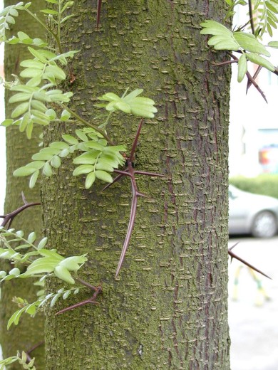 Gleditsia triacanthos