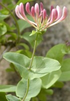 Lonicera caprifolium (wiciokrzew przewiercień)