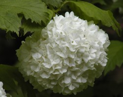 Viburnum opulus