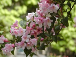 Weigela florida