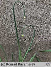 Allium nutans (czosnek krętolistny)