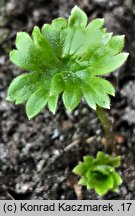 Aconitum lycoctonum ssp. lycoctonum (tojad lisi typowy)