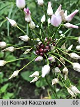 Allium roseum (czosnek różowy)