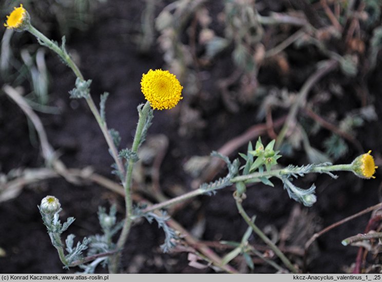 Anacyclus valentinus (bertram walencki)