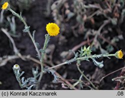 Anacyclus valentinus (bertram walencki)