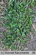 Astragalus glycyphyllos (traganek szerokolistny)