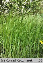 Bromus sterilis (stokłosa płonna)