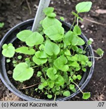 Campanula trachelium (dzwonek pokrzywolistny)