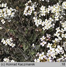 Cardaminopsis arenosa ssp. arenosa (rzeżusznik piaskowy typowy)