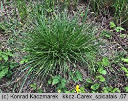 Carex spicata (turzyca ściśniona)