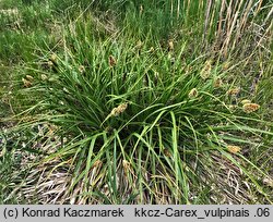 Carex vulpina (turzyca lisia)