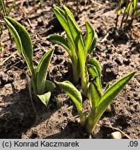 Centaurea macrocephala (chaber wielkogłówkowy)