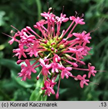 Centranthus ruber (ostrogowiec czerwony)