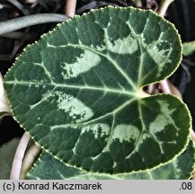 Cyclamen persicum (cyklamen perski)