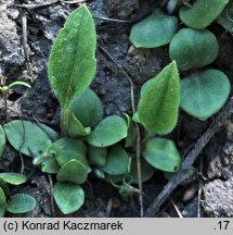 Cynoglossum officinale (ostrzeń pospolity)