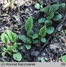 Cynoglossum officinale (ostrzeń pospolity)