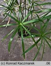 Cyperus alternifolius ssp. flabelliformis (cibora zmienna)