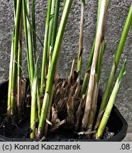 Cyperus alternifolius ssp. flabelliformis (cibora zmienna)