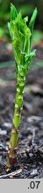 Lysimachia vulgaris (tojeść pospolita)