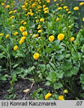 Ranunculus repens Flore Pleno