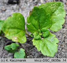 Veronica persica (przetacznik perski)