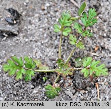 Erodium cicutarium (iglica pospolita)