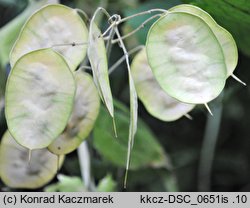 Lunaria annua (miesiącznica roczna)