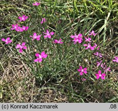 Dianthus deltoides (goździk kropkowany)