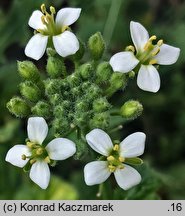 Diplotaxis erucoides (dwurząd rokiettowaty)