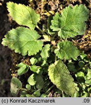 Erodium malacoides (iglica malwowata)