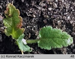 Erodium malacoides (iglica malwowata)