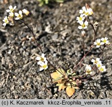 Draba verna (wiosnówka pospolita)