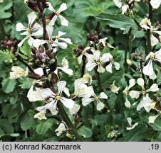 Eruca vesicaria ssp. sativa (rokietta siewna)