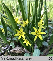 Gagea lutea (złoć żółta)