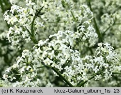 Galium album (przytulia biała)