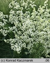 Galium album (przytulia biała)