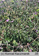 Geranium pyrenaicum (bodziszek pirenejski)