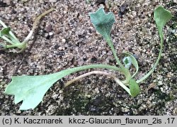 Glaucium flavum (siwiec żółty)