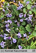 Glechoma hederacea (bluszczyk kurdybanek)