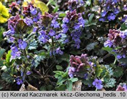 Glechoma hederacea (bluszczyk kurdybanek)