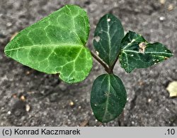 Hedera helix (bluszcz pospolity)