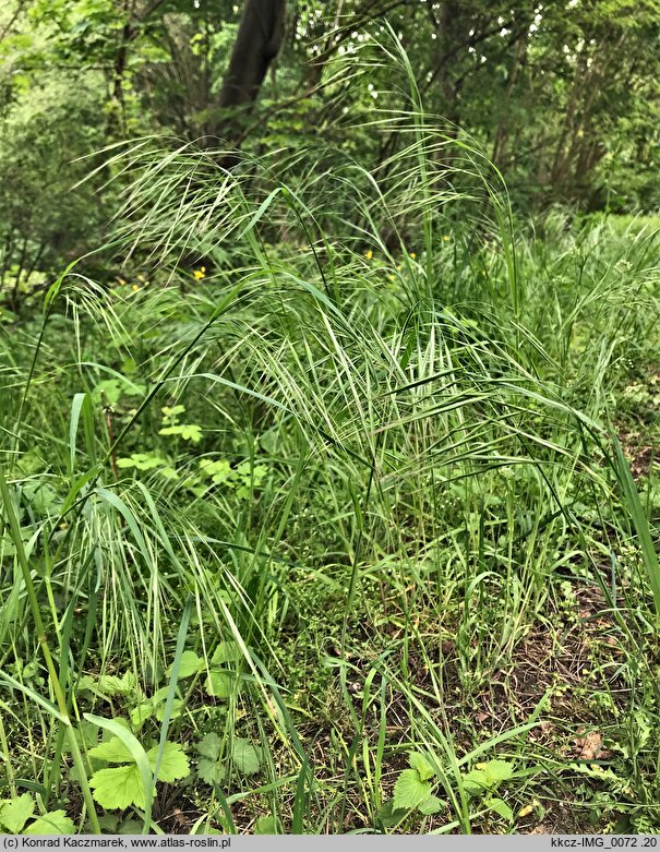 Bromus sterilis (stokłosa płonna)