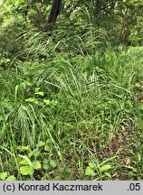 Bromus sterilis (stokłosa płonna)